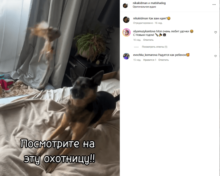 Животные